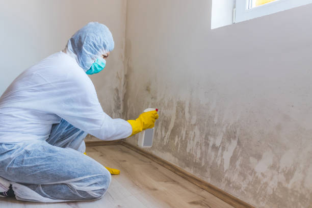 Black mold inspection in Snow Camp